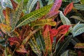 Colourful Coleus Plant in Martinique Garden