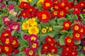 A Colourful Collection of Primula Plants