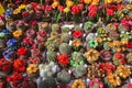 Colourful colorful small cute cactus cacti with large top flowers in plastic pots for sale in Bloemenmarkt, Amsterdam, Netherlands Royalty Free Stock Photo