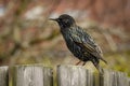 Common Starling (Sturnus vulgaris) on a fence in the garden Royalty Free Stock Photo