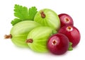 Colourful composition with berries mix of gooseberry and cranberry isolated on a white background with clipping path.