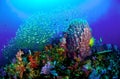 Colourful Coral Reef Royalty Free Stock Photo