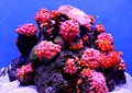 Colourful coral reef