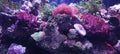 The colourful coral reef inside the aquarium Royalty Free Stock Photo