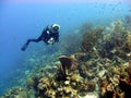 Colourful coral reef scene