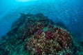 Colourful coral reef and shoal of fish