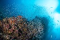 Colourful coral reef and shoal of fish