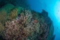 Colourful coral reef and shoal of fish in a tropical reef