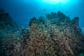 Colourful coral reef and shoal of fish in a tropical reef