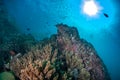 Colourful coral reef and shoal of fish in a tropical reef