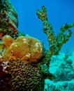 Colourful coral at San Andres, Colombia