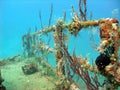 Colourful corals inhabiting a wreck Royalty Free Stock Photo