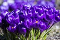 Colourful crocuses