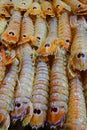 Colourful crustaceans