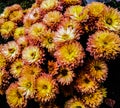 colourful crysanthemum bunch of flowers Royalty Free Stock Photo