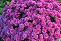Colourful crysanthemum Royalty Free Stock Photo