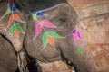 Colourful elephant in Jaipur, Rajasthan, India Royalty Free Stock Photo