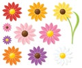 Colourful Daisies