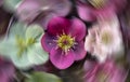 Colourful hellebore winter flowers, with radial motion blur in the background.