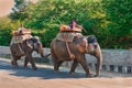 Touristic elephants in Rajasthan India