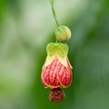 Colourful and delicate redvein flowering maple Royalty Free Stock Photo
