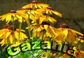 Colourful design word gazania font stock vector decorative element on gazania flowers background.
