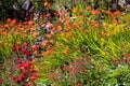 Colourful display of vibrant exotic flowers and grasses