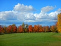 Colourful distant tree line, green field and beautiful blue skies with white fluffy clouds. Royalty Free Stock Photo