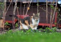 Colourful domestic kitten walks in raspberry bush in spring. Wonderful felis catus explore her territory. Feline stands and watchs
