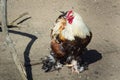 Colourful domestic male rooster on countryside bird farm ranch