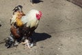 Colourful domestic male rooster on rural countryside bird farm