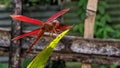 The colourful dragonfly is above the leaf