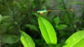 Colourful dragonfly