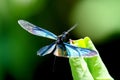 Colourful dragonfly on a lotus leaf