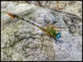 Colourful dragonfly sitting on a rock