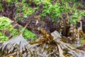 Colourful edible seaweed mix in nature in low tide Royalty Free Stock Photo