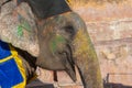 Colourful elephant in Jaipur, Rajasthan, India