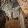 Colourful elephant in Jaipur, Rajasthan, India