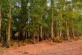 Colourful eucalptus trees with sun streaming through Royalty Free Stock Photo