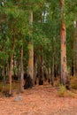 Colourful eucalptus trees with sun streaming through Royalty Free Stock Photo