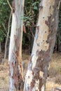 Colourful eucalptus trees with sun streaming through Royalty Free Stock Photo