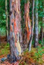 Colourful eucalptus trees with sun streaming through Royalty Free Stock Photo