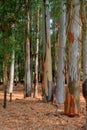 Colourful eucalptus trees with sun streaming through Royalty Free Stock Photo