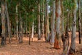 Colourful eucalptus trees with sun streaming through Royalty Free Stock Photo