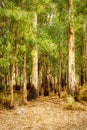 Colourful eucalptus trees with sun streaming through Royalty Free Stock Photo