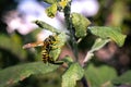 European wasp is sitting on green leaf of sick apple tree