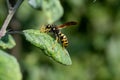 European wasp is sitting on green leaf of sick apple tree