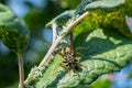 European wasp is sitting on green leaf of sick apple tree - close up