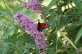 Colourful Peacock butterfly. Royalty Free Stock Photo