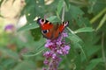 Colourful Peacock butterfly. Royalty Free Stock Photo